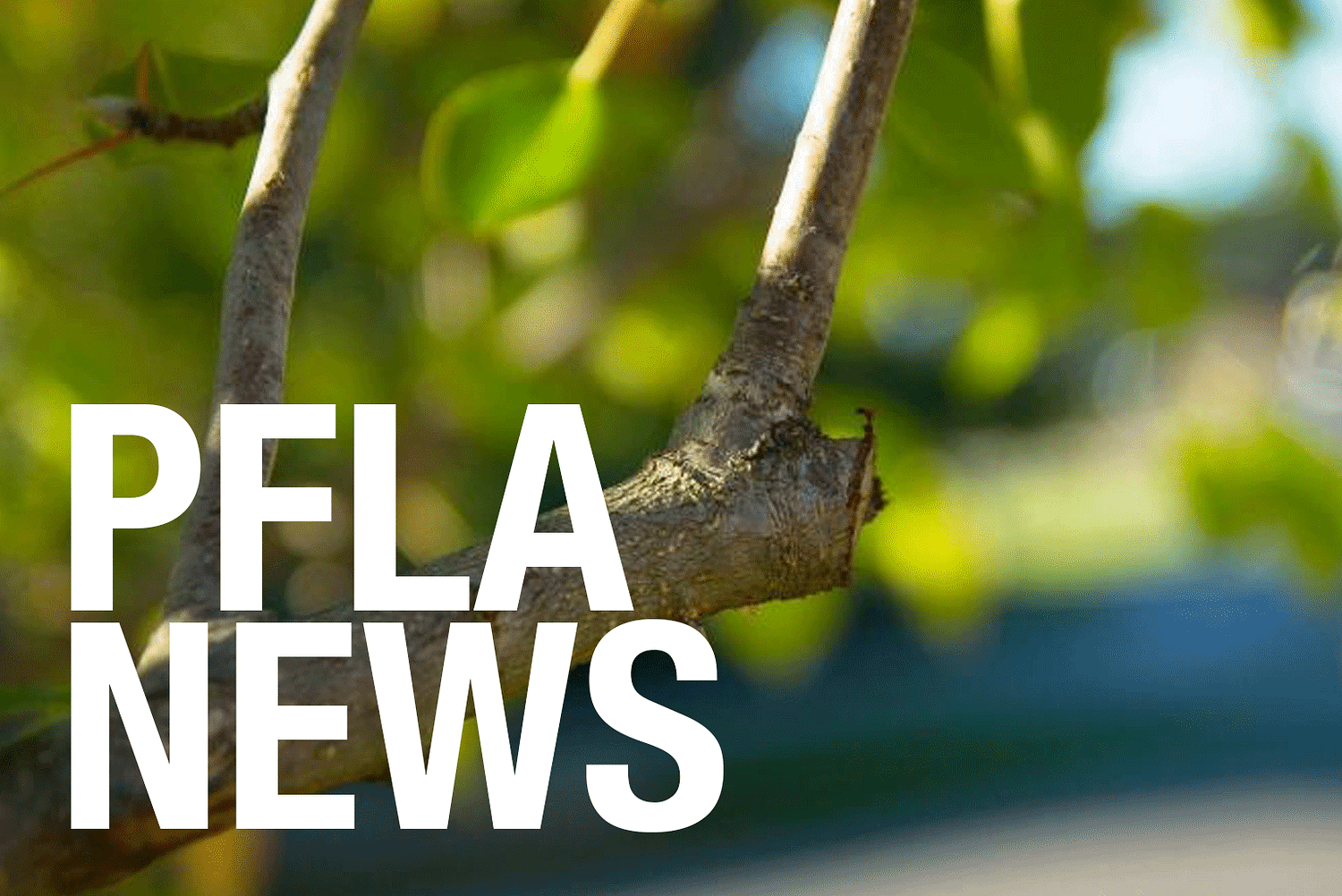 Tree Pruning 101 PFLA