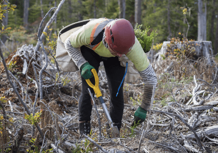 Tree planting is a very physically demanding activity and reducing the potential for injury or disease is paramount.